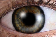 eye_1.jpg